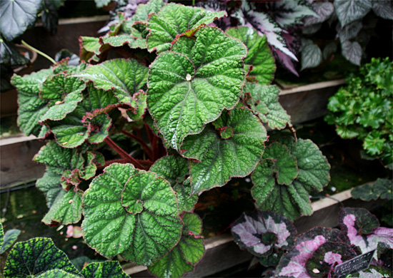 B. ‘Rosetta’